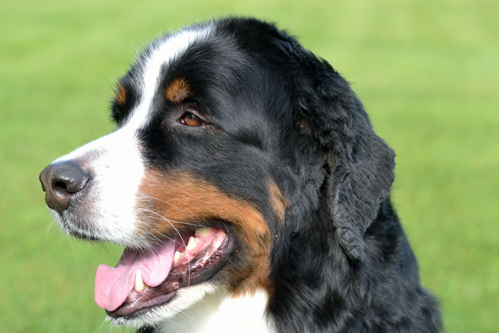 Nikon D3100 sample photo. Dog, smiling, animal photography