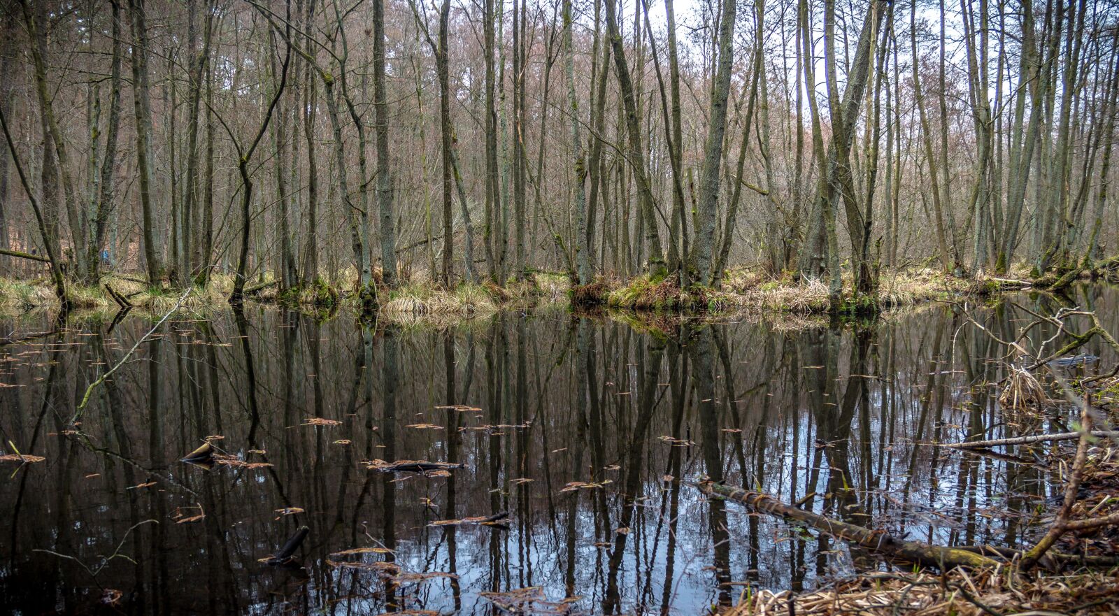 Canon EF-S 18-135mm F3.5-5.6 IS sample photo. Nature, swamp, landscape photography