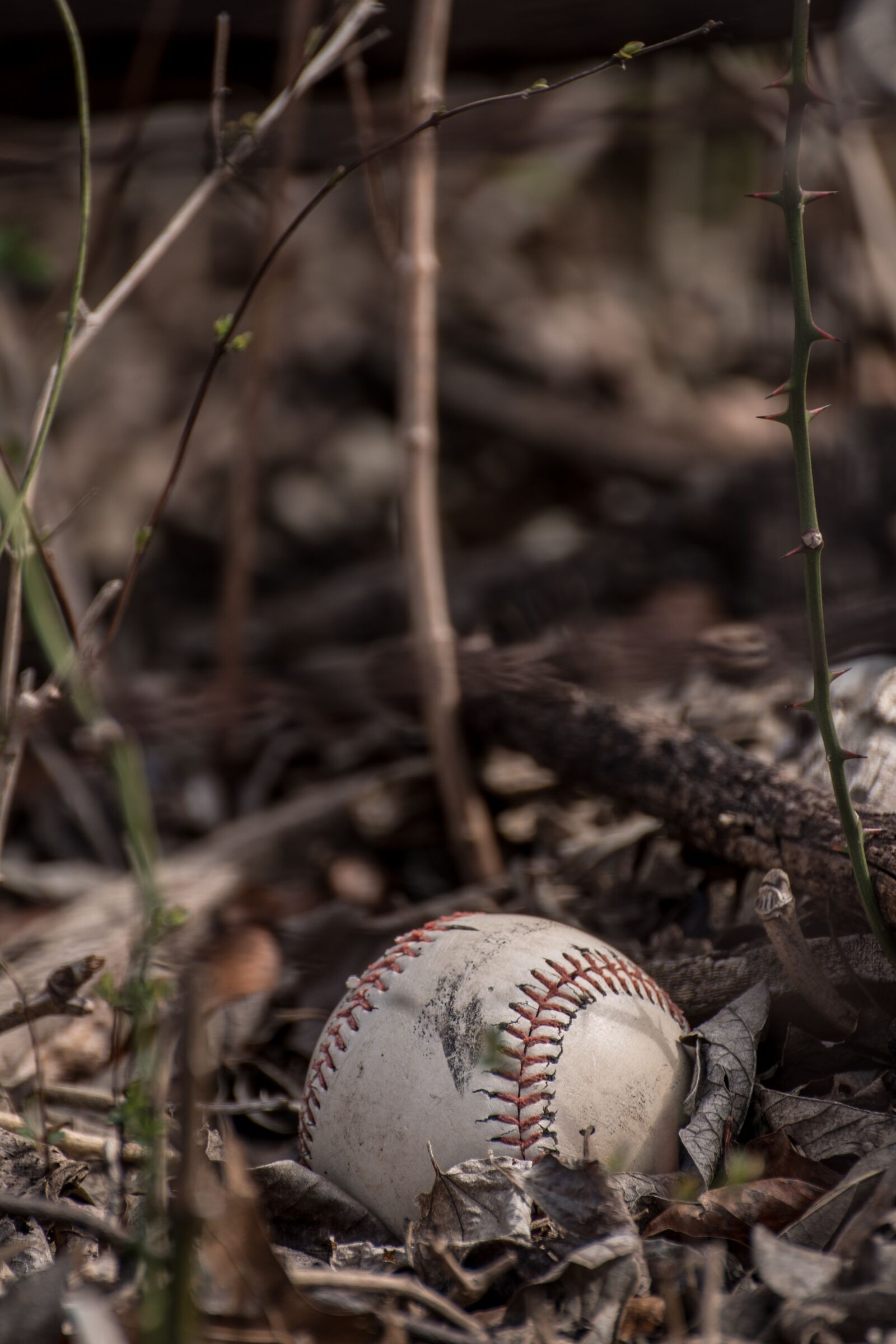 Canon EOS 70D sample photo. Baseball, leaves, sport photography