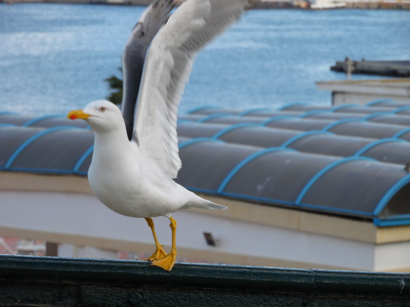 Samsung WB1100F/WB1101F/WB1102F sample photo