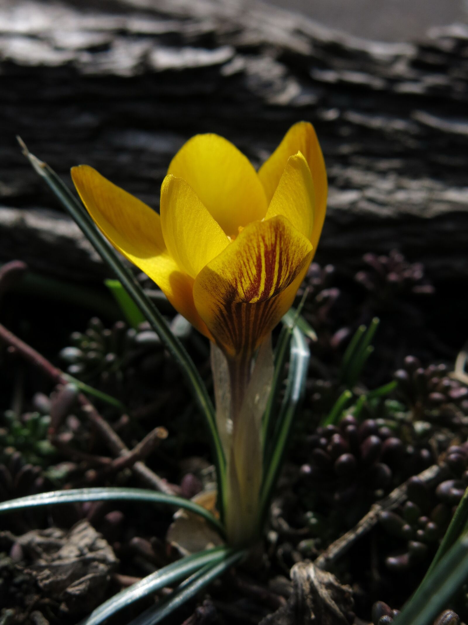 Canon PowerShot G15 sample photo. Crocus, early bloomer, spring photography