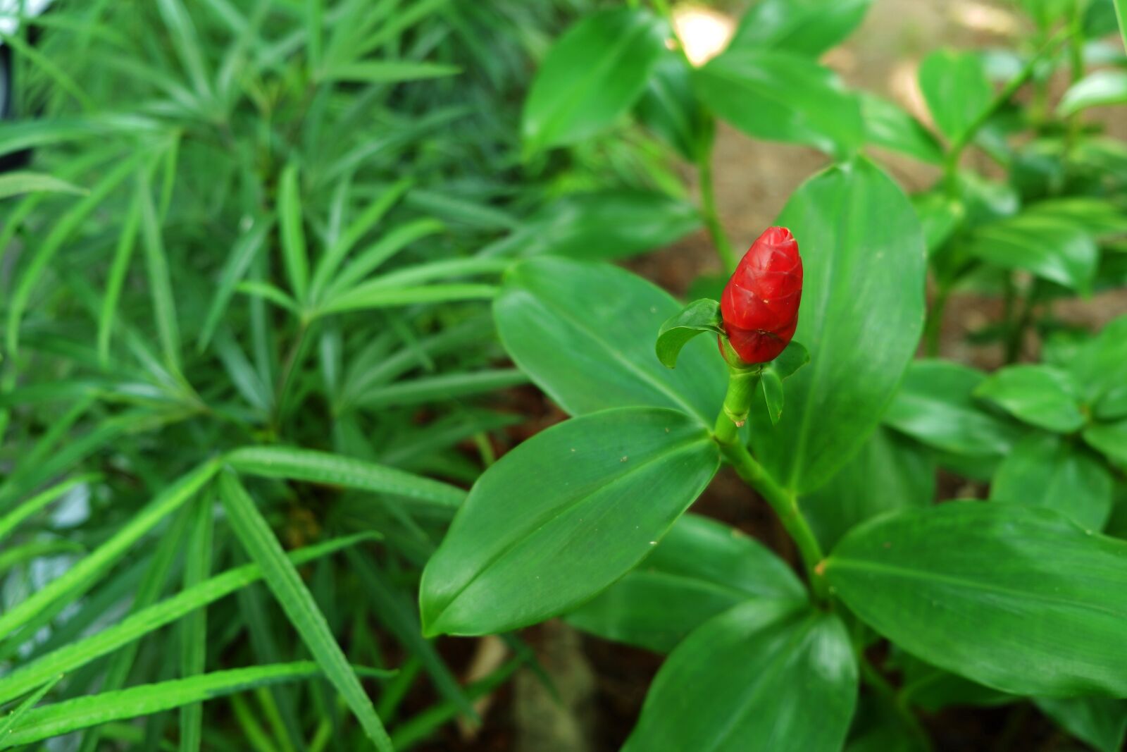 Fujifilm X-T100 sample photo. Red tropical plant, nature photography