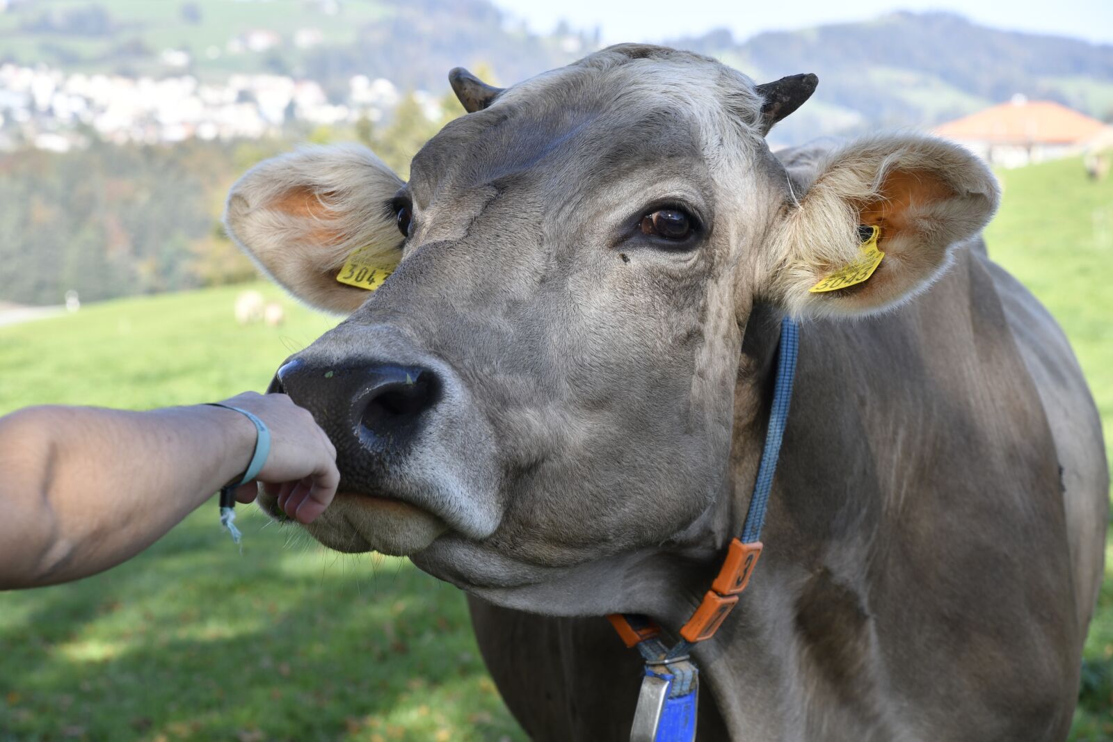 Nikon D500 sample photo. Cow, love for animals photography