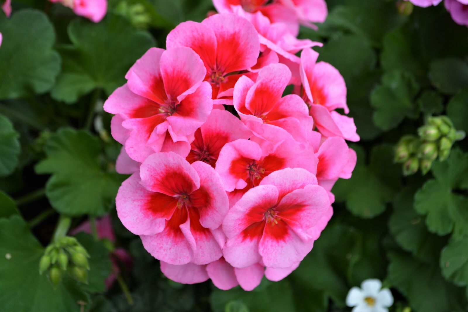 Nikon D5200 sample photo. Pink flower, blossom, bloom photography