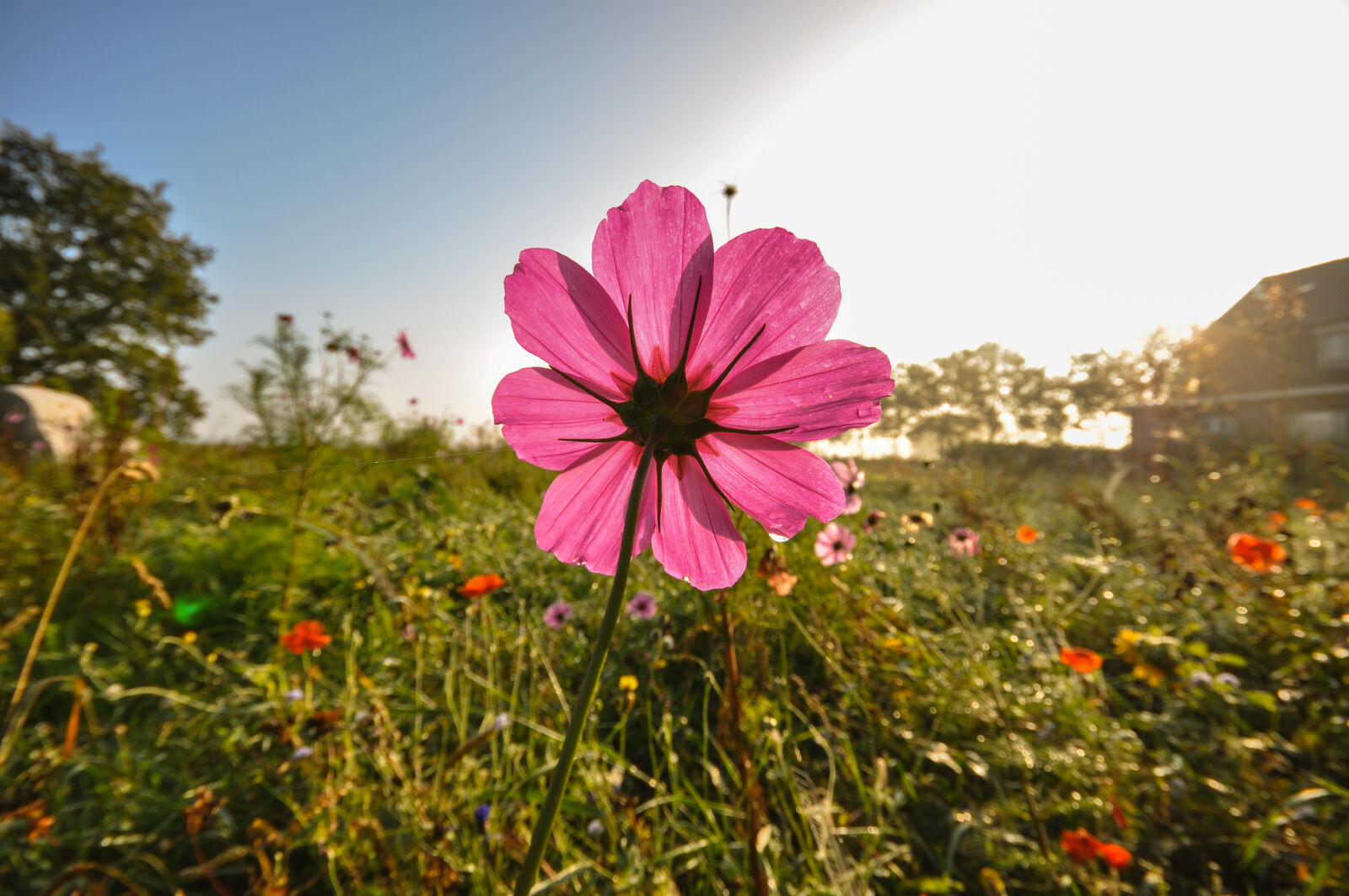Sigma 10-20mm F4-5.6 EX DC HSM sample photo. Field, meadow, flower, pink photography