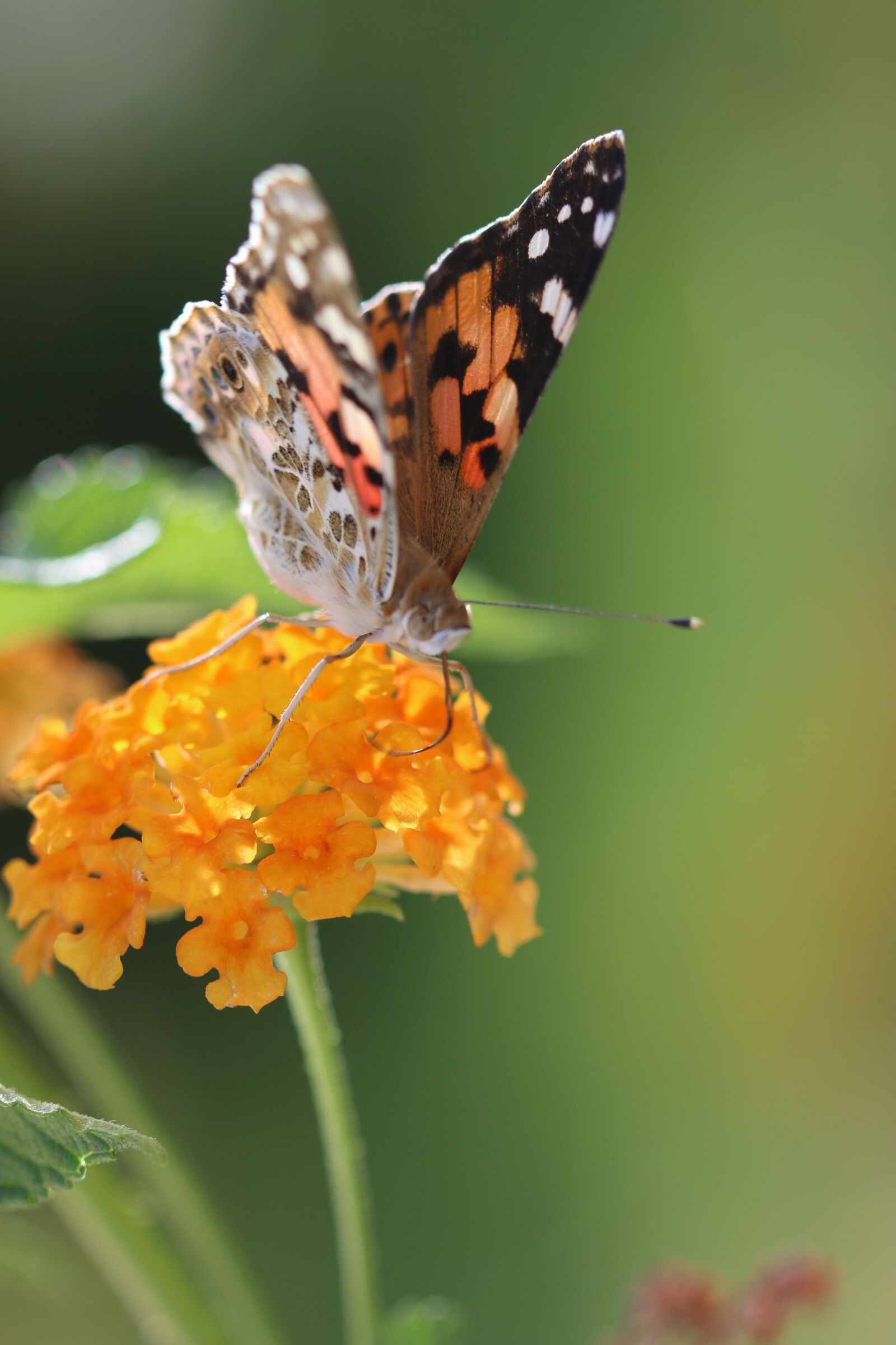 Canon EOS 70D + Canon EF 100mm F2.8 Macro USM sample photo. Butterfly, macro, close photography