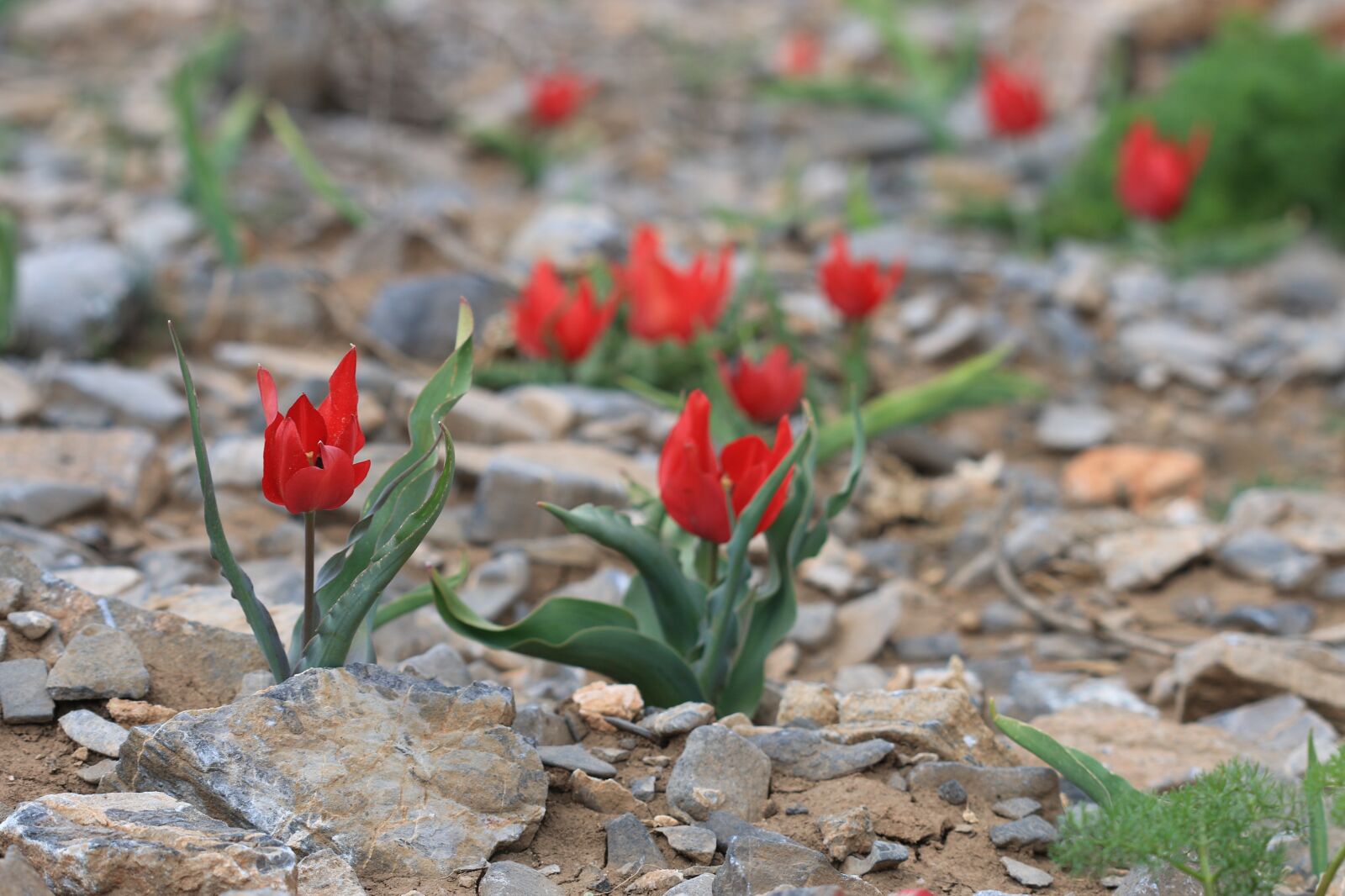 Canon EOS 70D + Canon EF 100mm F2.8 Macro USM sample photo. Green, red, flower photography