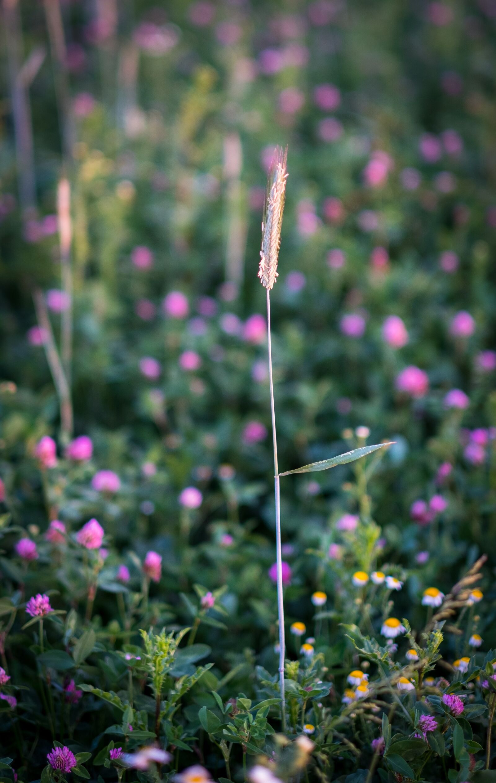 Fujifilm X-T2 + Fujifilm XF 56mm F1.2 R sample photo. Blade of grass, halm photography