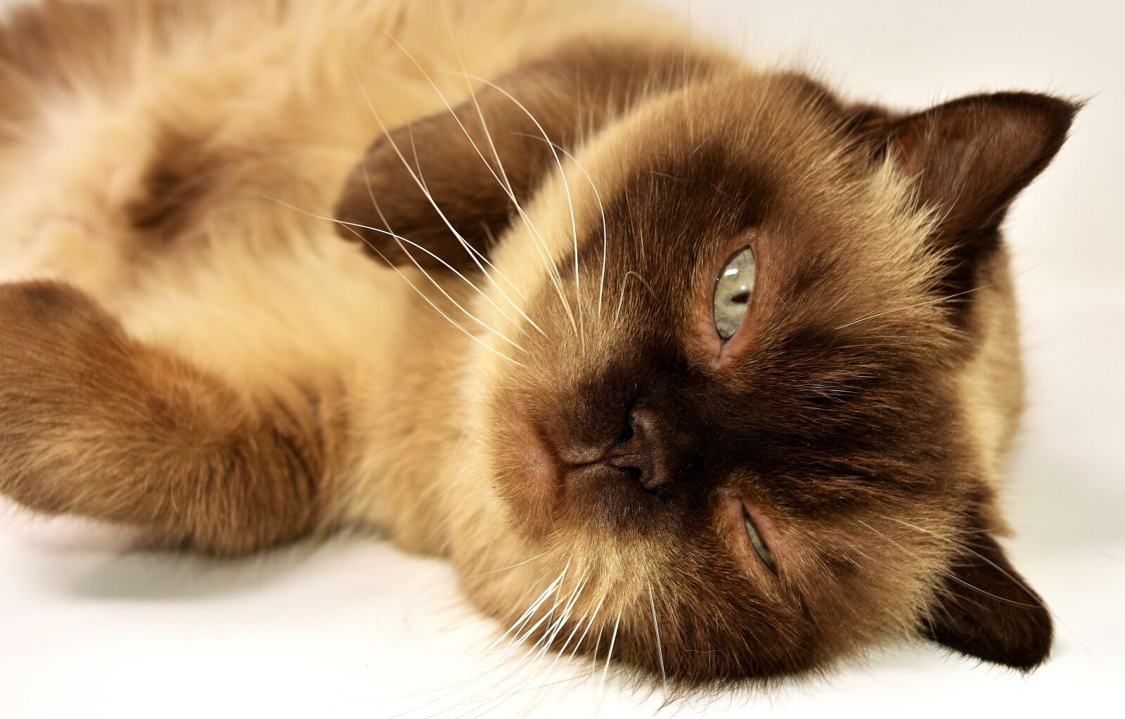 Nikon D7200 sample photo. British shorthair, cat, pet photography