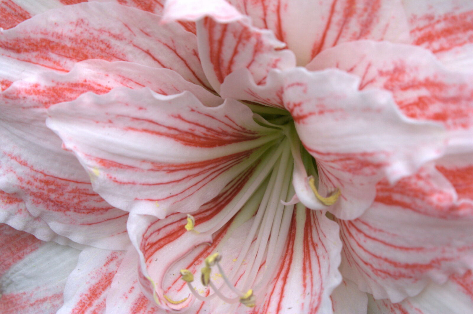 Canon EOS 450D (EOS Rebel XSi / EOS Kiss X2) sample photo. Flower, keukenhof, nature photography