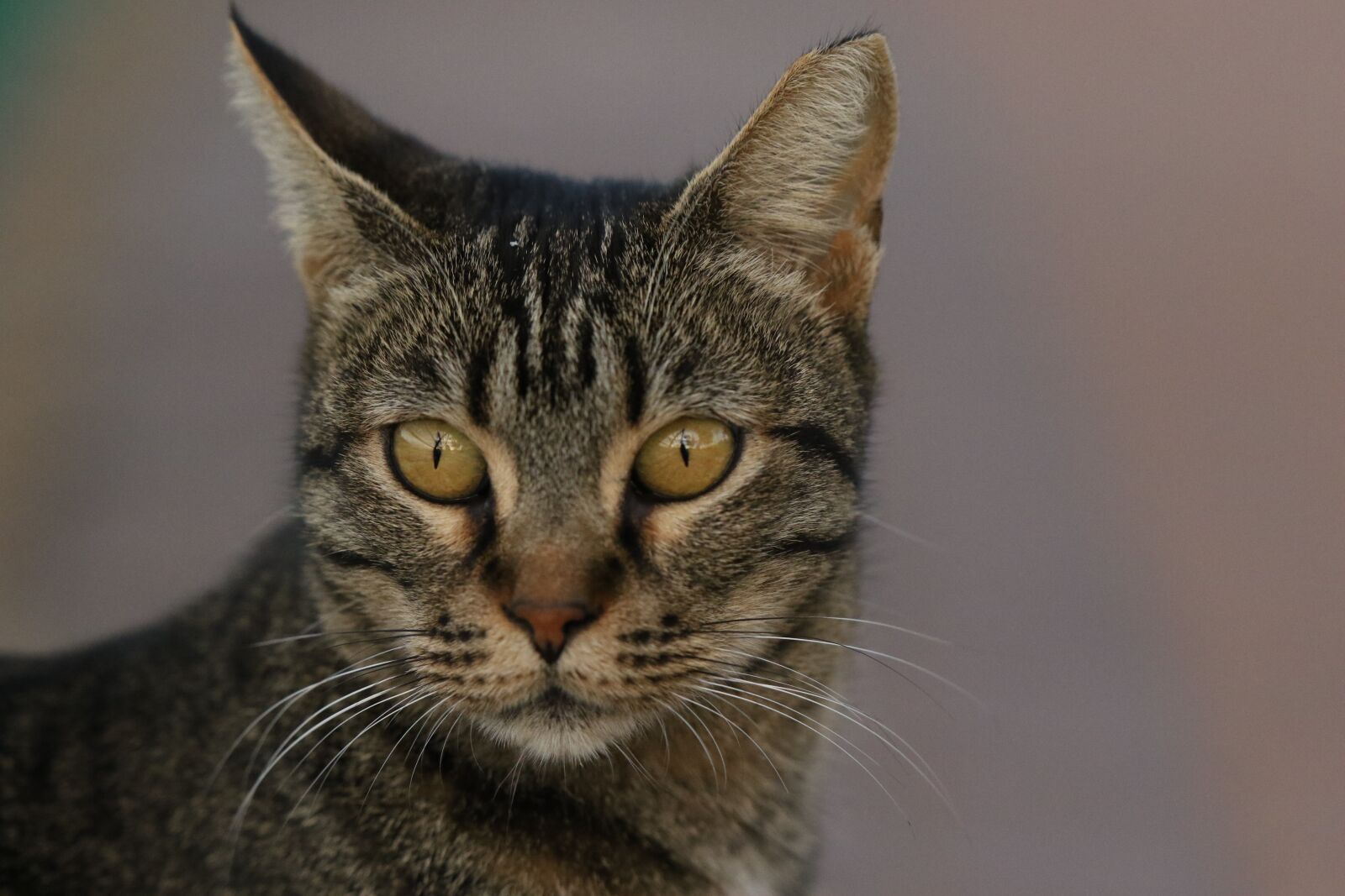 Canon EOS 7D Mark II sample photo. Cat, close up, portrait photography