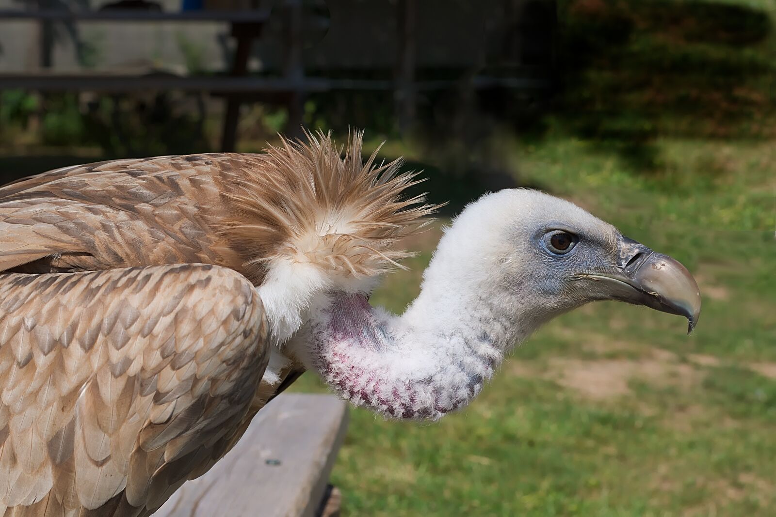 Nikon D3300 sample photo. Vulture, bird, animal world photography