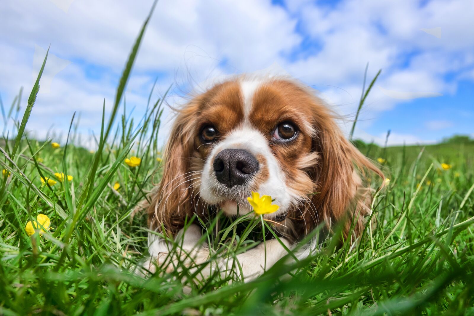Fujifilm XC 16-50mm F3.5-5.6 OIS II sample photo. Dog, green, gras photography
