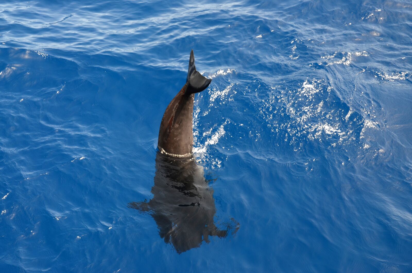 Nikon D5100 sample photo. Wal, pilot whale, marine photography