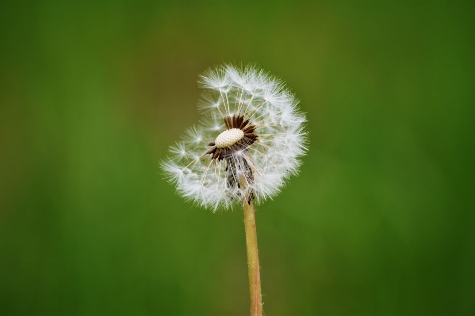 Nikon D3400 sample photo. Dandelion, plant, alone photography