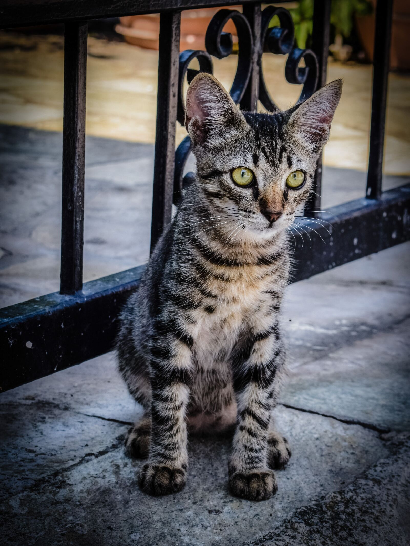 Nikon D3300 sample photo. Cat, stray, animal photography