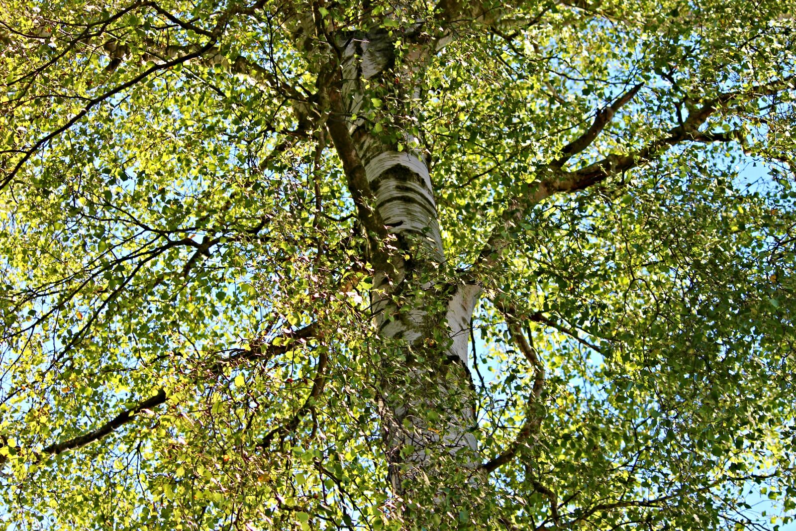 Canon EOS 1100D (EOS Rebel T3 / EOS Kiss X50) sample photo. Birch, crown, nature photography