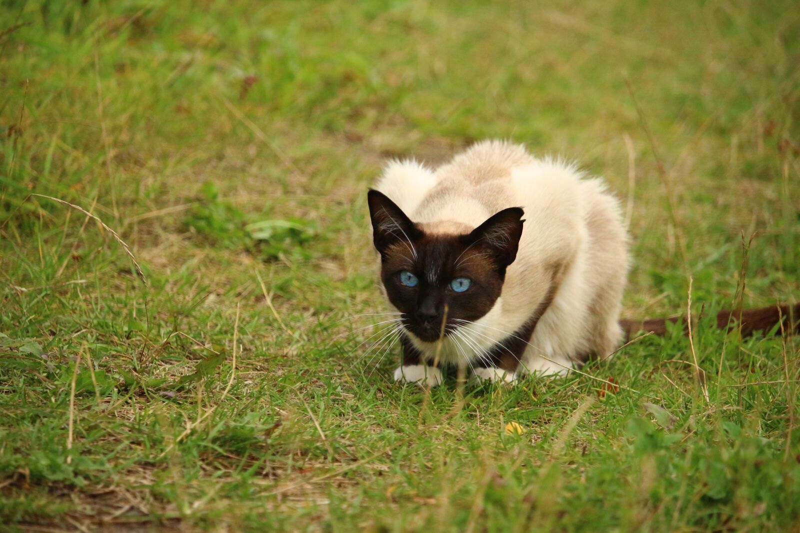 Canon EOS 100D (EOS Rebel SL1 / EOS Kiss X7) sample photo. Cat, mieze, kitten photography