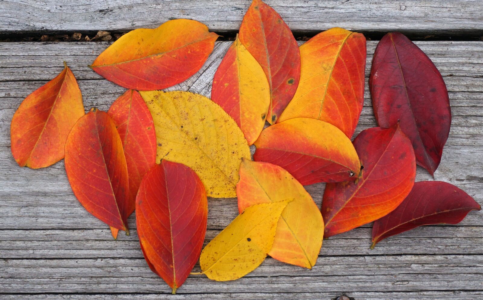 Sony Alpha NEX-5T sample photo. Autumn palette, crepe myrtle photography