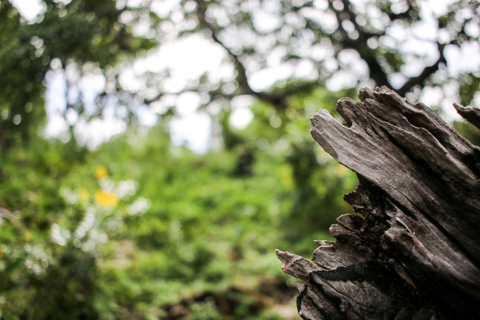 Canon EF-S 24mm F2.8 STM sample photo. Nature, wood, withers photography