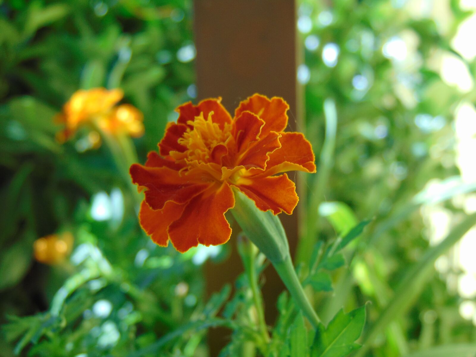 Sony Cyber-shot DSC-H300 sample photo. Flower, summer flower, nature photography
