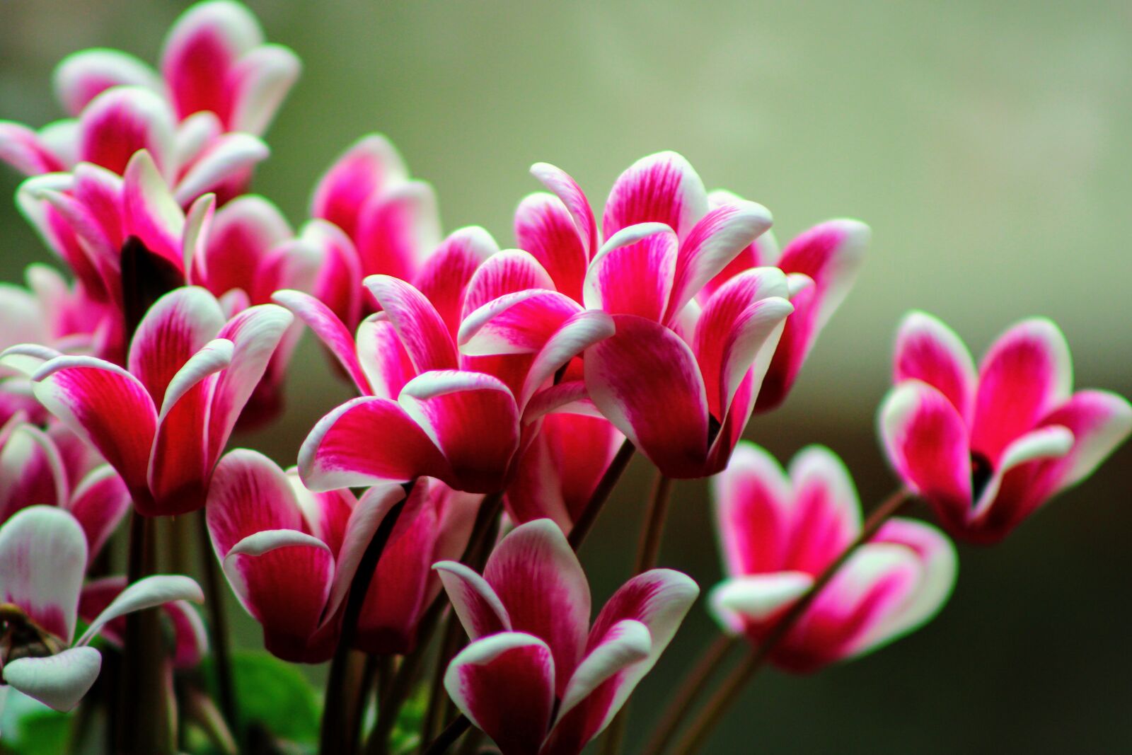 Canon EOS 2000D (EOS Rebel T7 / EOS Kiss X90 / EOS 1500D) sample photo. Cyclamen, blossom, nature photography
