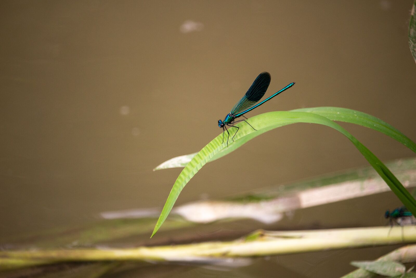Canon EOS 100D (EOS Rebel SL1 / EOS Kiss X7) sample photo. Dragonfly, macro, nature photography