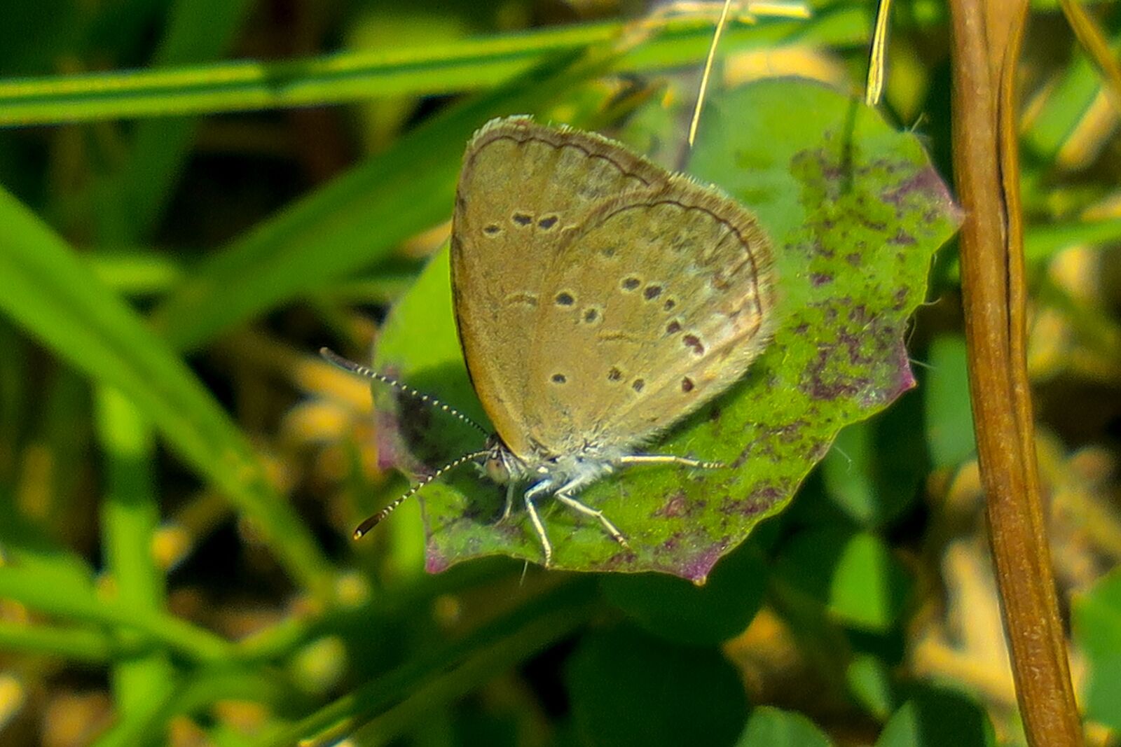 Canon PowerShot G3 X sample photo. Butterfly, natural, summer photography