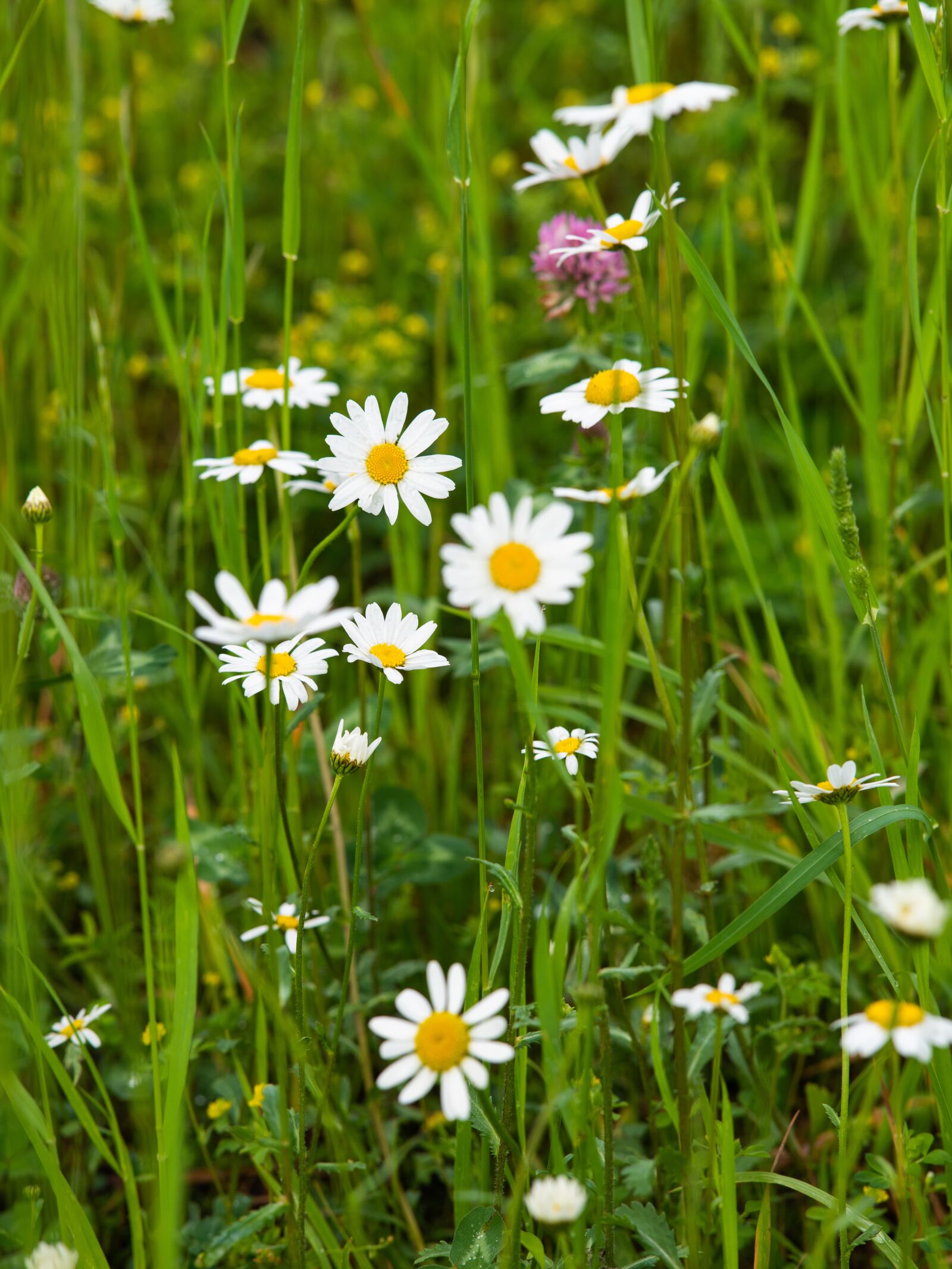 Nikon D850 sample photo. Wildflowers, margriten, meadow photography