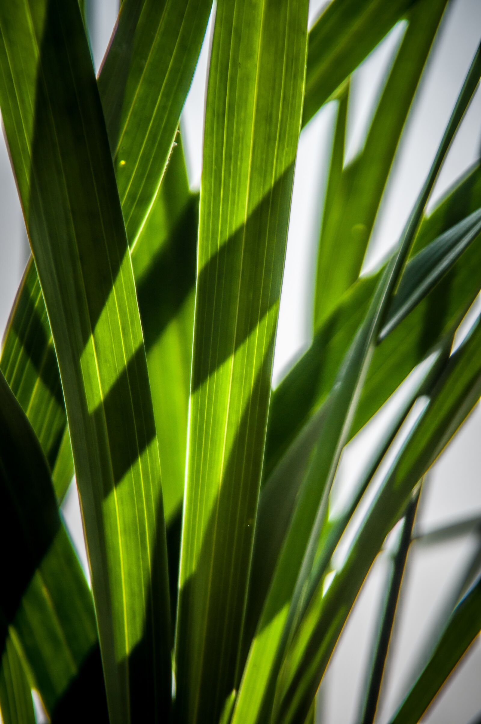 Nikon D90 sample photo. Leaves, green, shadow play photography