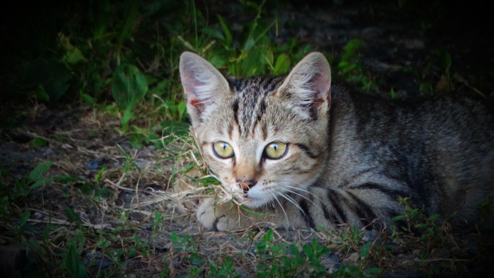 Sony Cyber-shot DSC-HX300 sample photo. Cat, kitten, animal photography