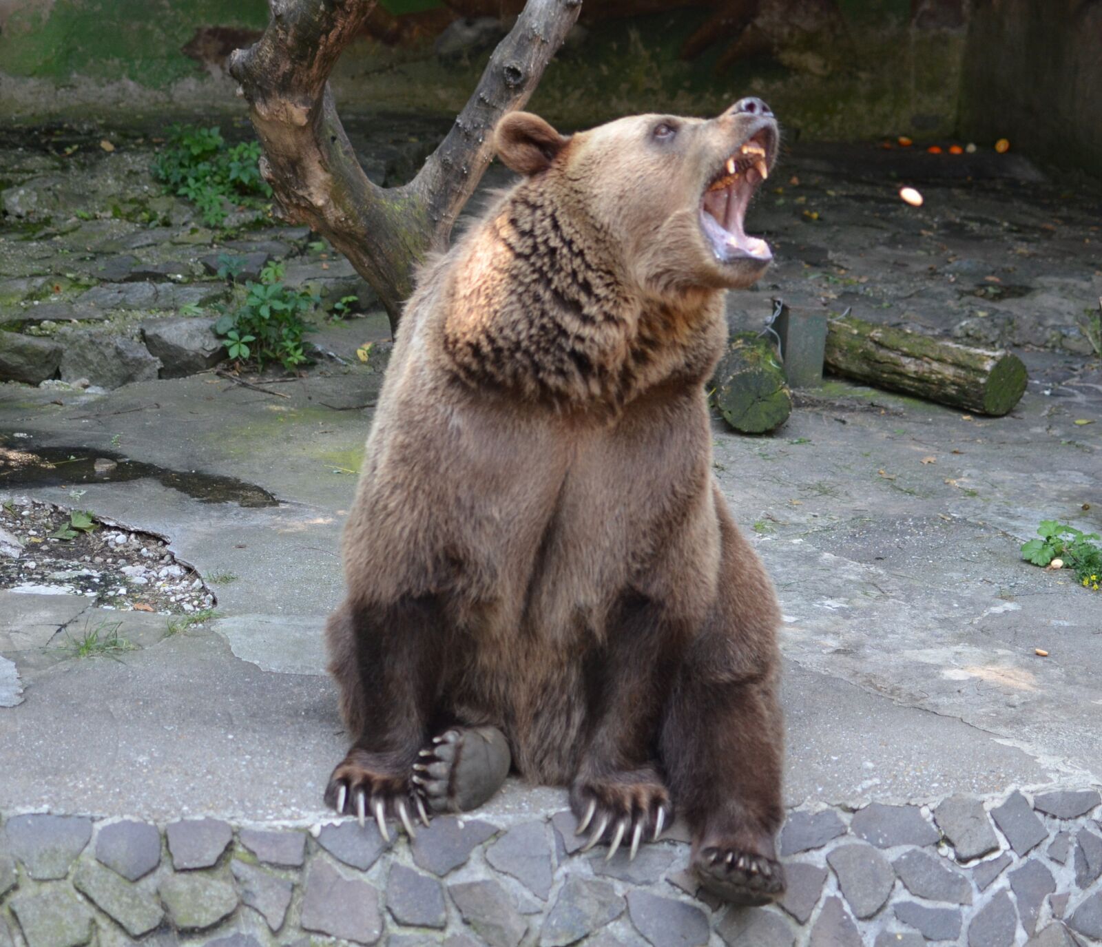 Nikon D5100 sample photo. Bear, zoo, animal photography