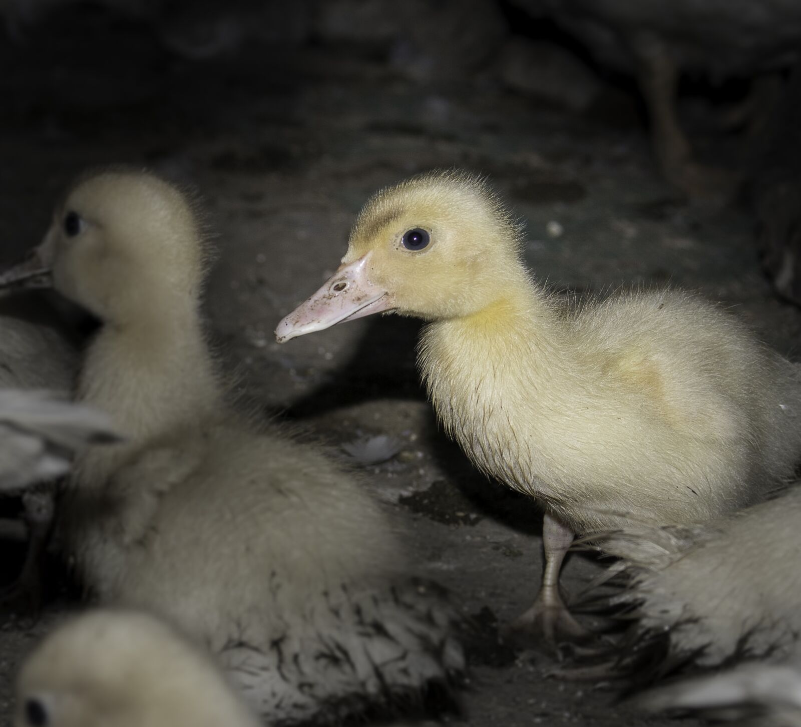 Canon EOS 80D sample photo. Duckling, baby animals, ducks photography