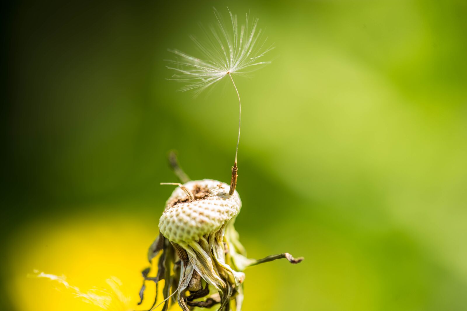 Canon EF 100mm F2.8L Macro IS USM sample photo. Dandelion, nature, plant photography