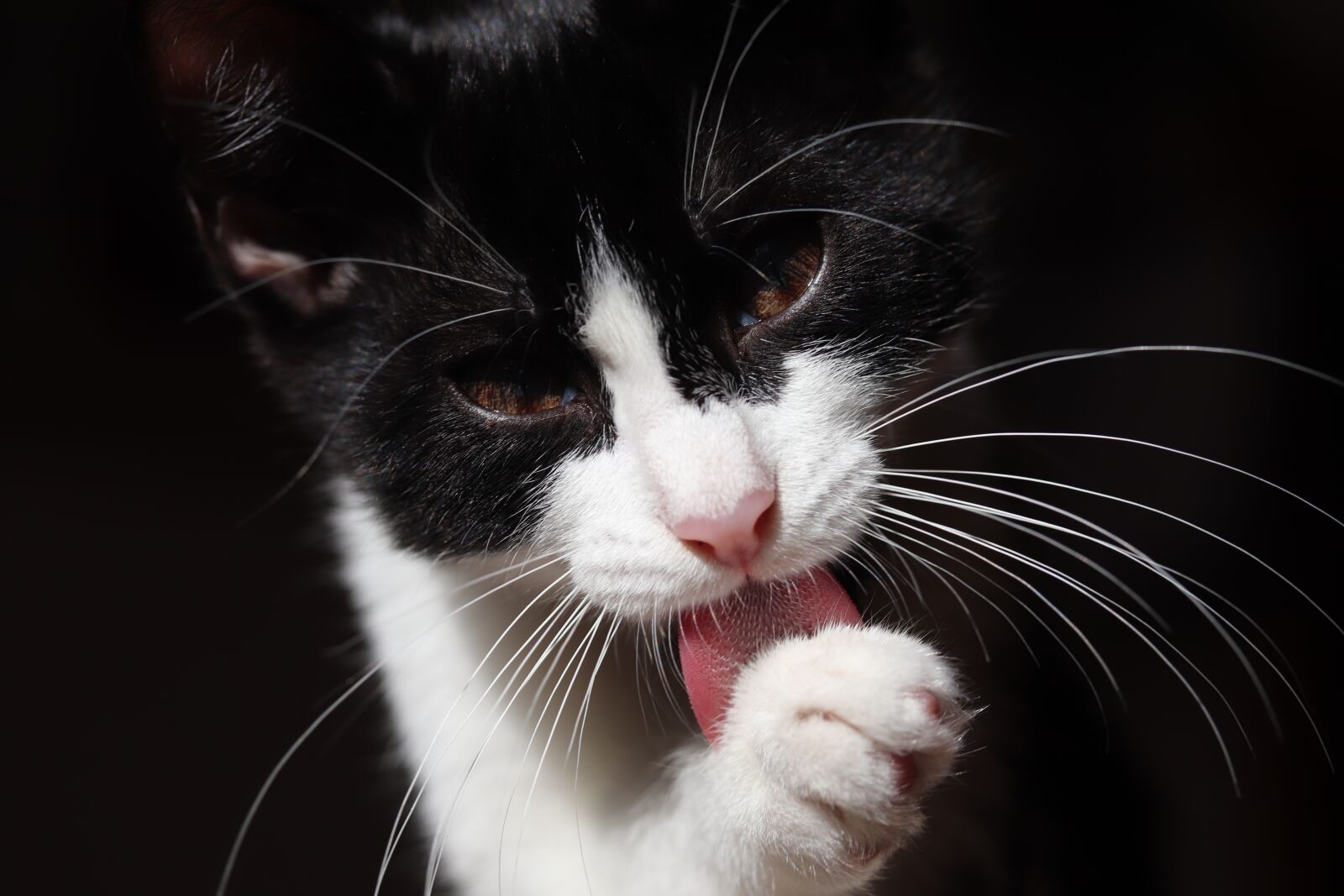 Canon EF-S 60mm F2.8 Macro USM sample photo. Cat, pet, animal photography