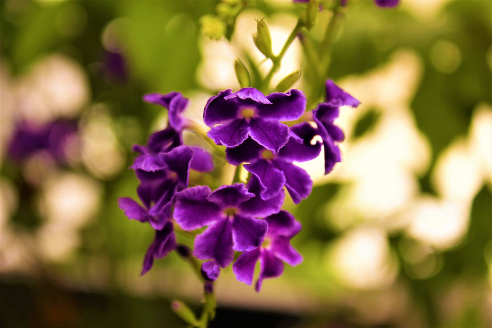 Canon EOS 700D (EOS Rebel T5i / EOS Kiss X7i) sample photo. Flower, purple, nature photography