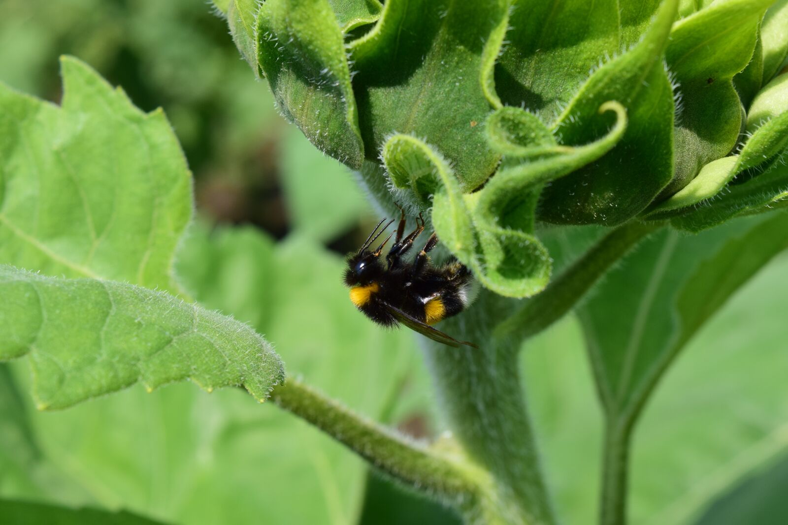 Nikon D3300 sample photo. Hummel, close up, insect photography