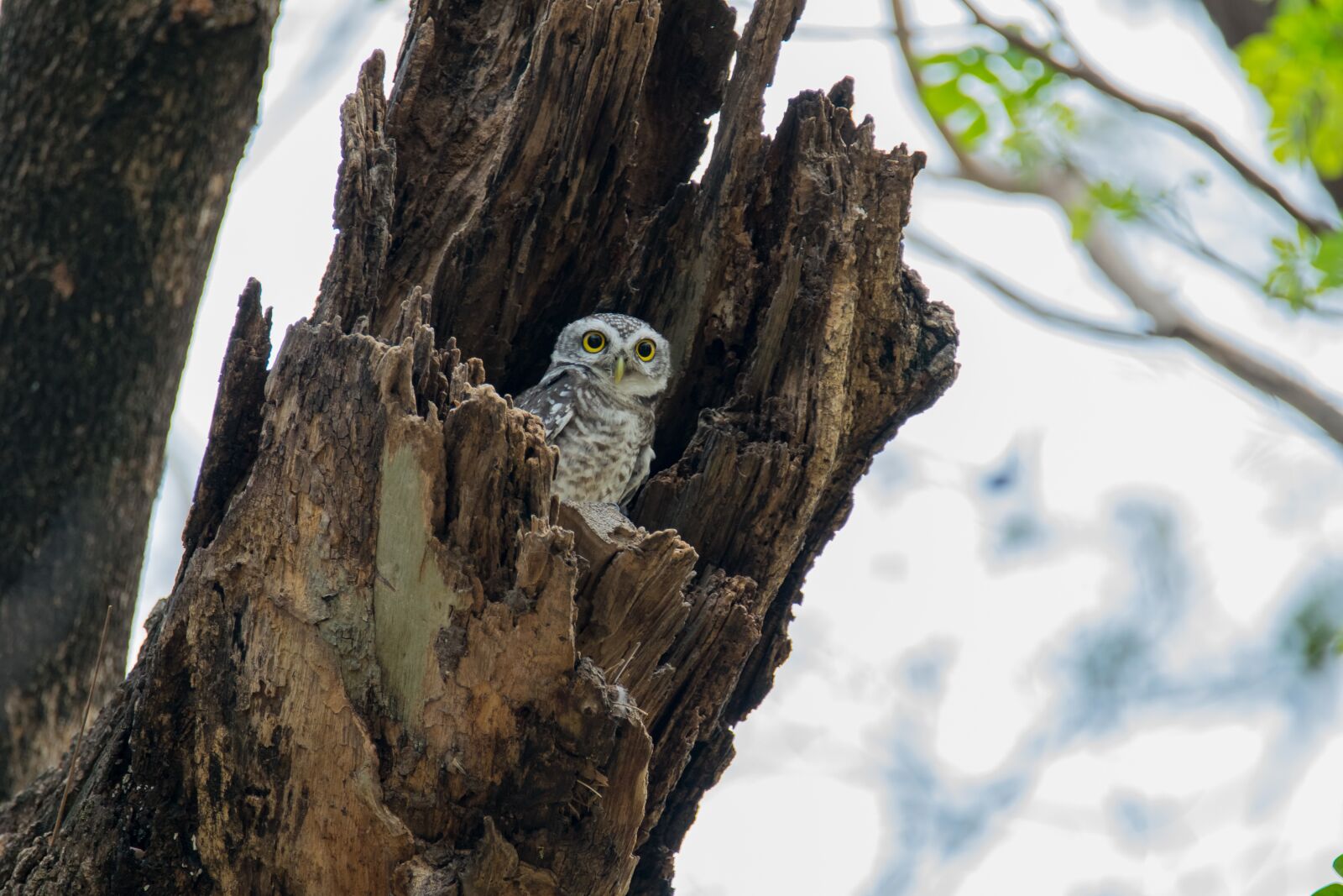 Nikon D5300 sample photo. The spotted owlet, athene photography