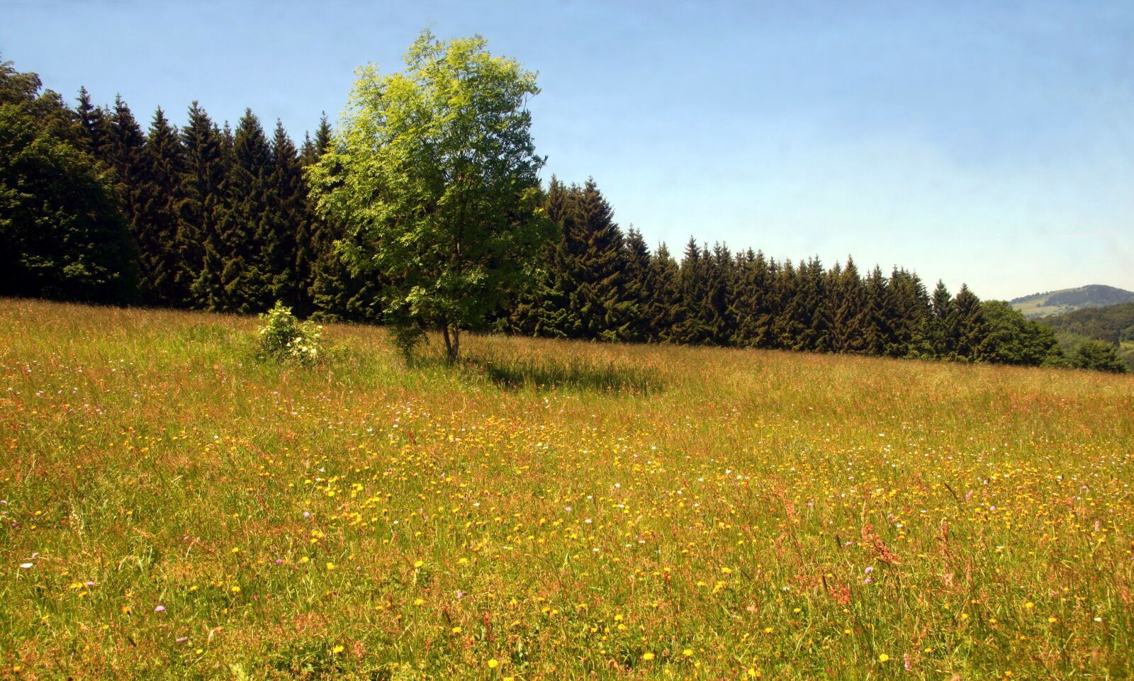 Canon EOS 30D sample photo. Spring meadow, flower meadow photography