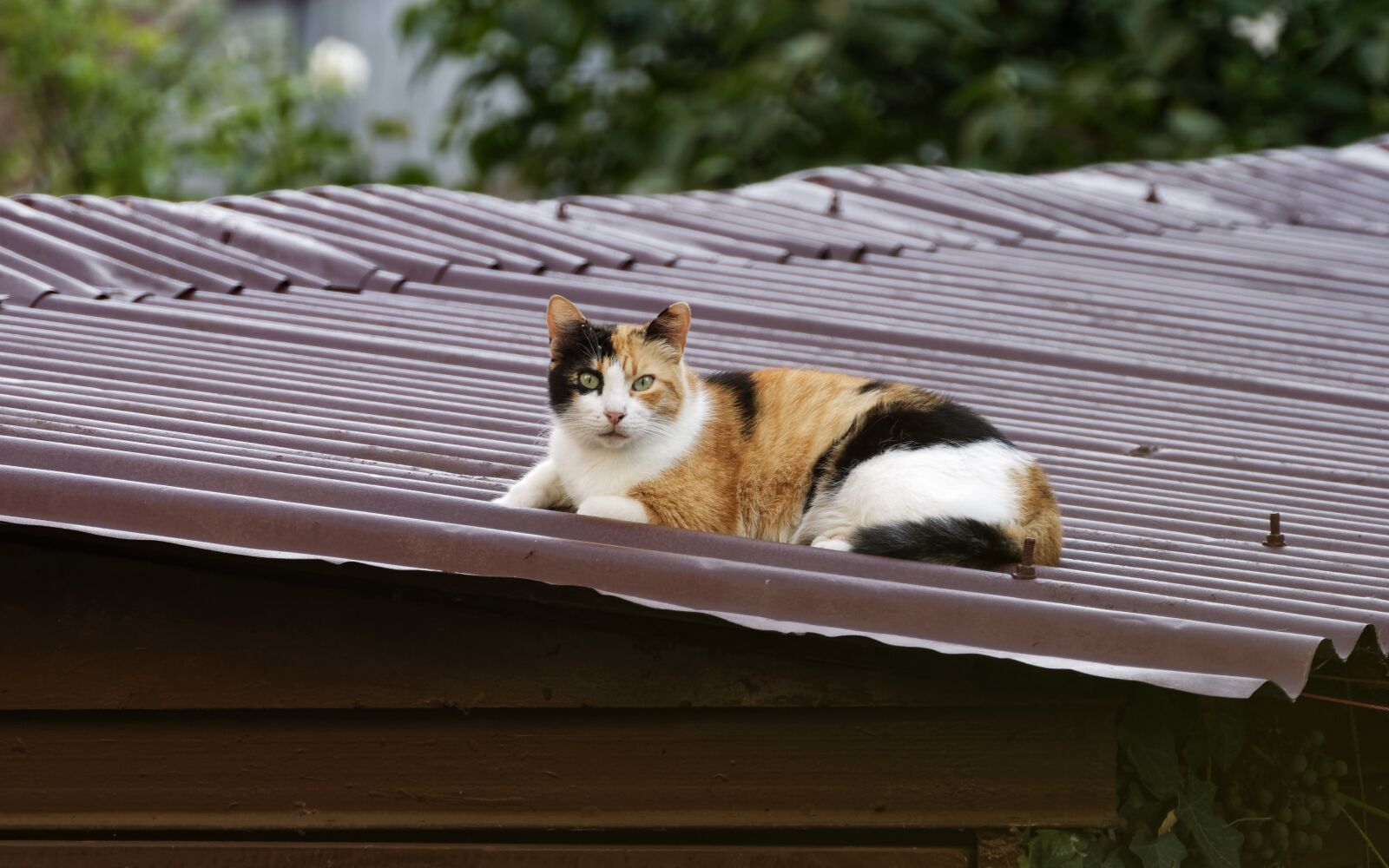 Nikon D5300 sample photo. Cat, pet, feline photography