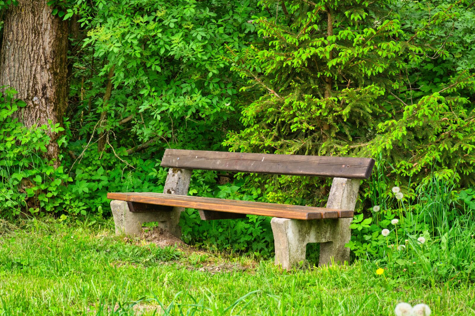 Nikon D7100 sample photo. Bench, bank, wooden bench photography