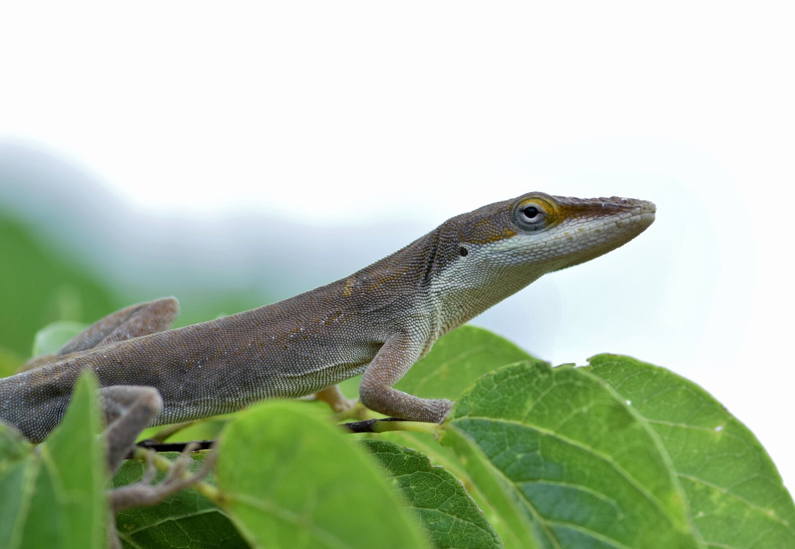 Nikon D5300 sample photo. Anole, brown anole, lizard photography