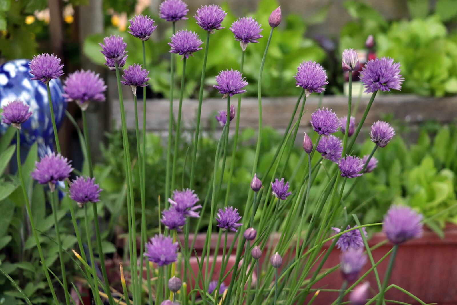 Canon EOS 77D (EOS 9000D / EOS 770D) sample photo. Chives, blossom, bloom photography