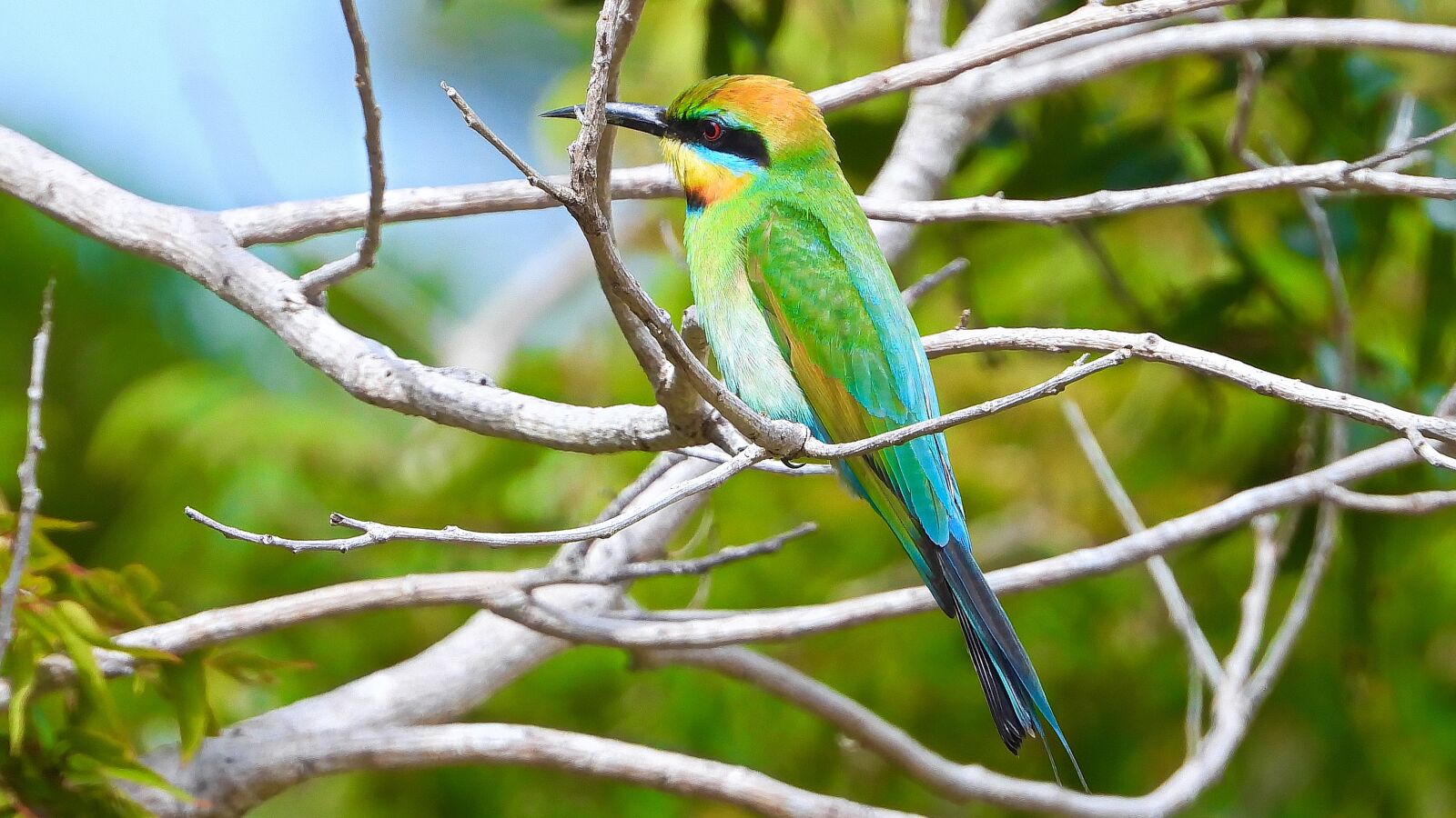 Nikon Coolpix P1000 sample photo. Bird, animal, rainbow bee-eater photography