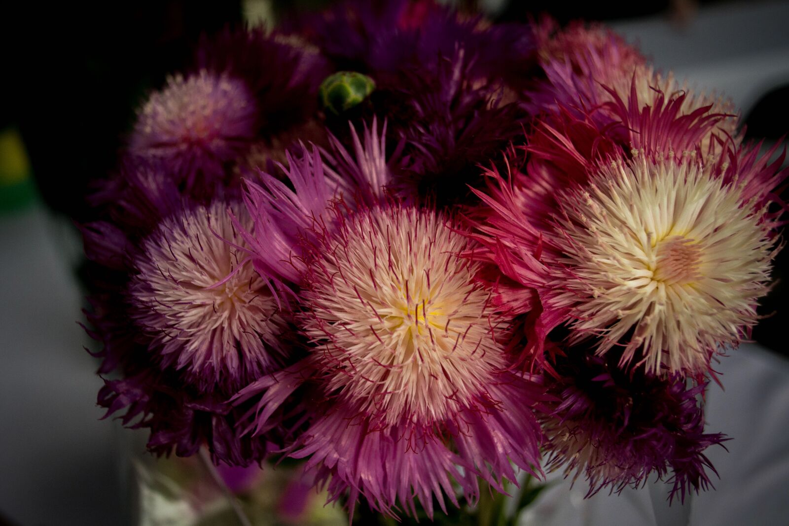 Nikon D5200 sample photo. Flowers, rosa, nature photography