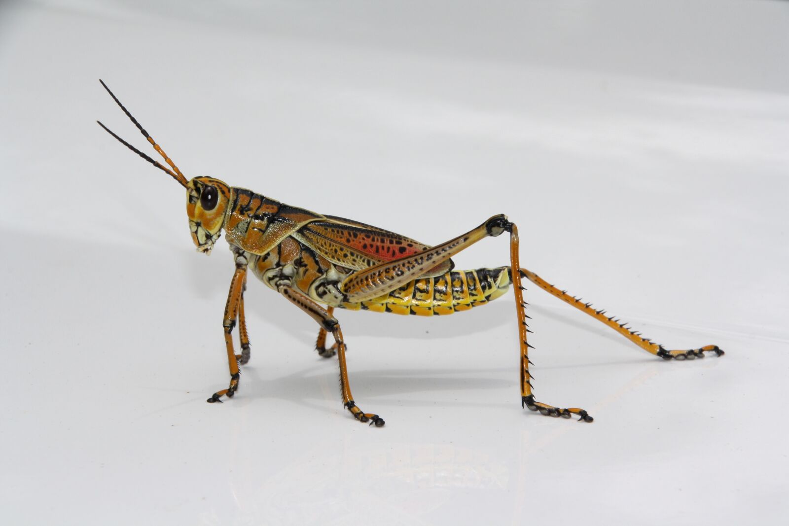 Canon EOS 1000D (EOS Digital Rebel XS / EOS Kiss F) sample photo. Grasshopper, nature, insect photography