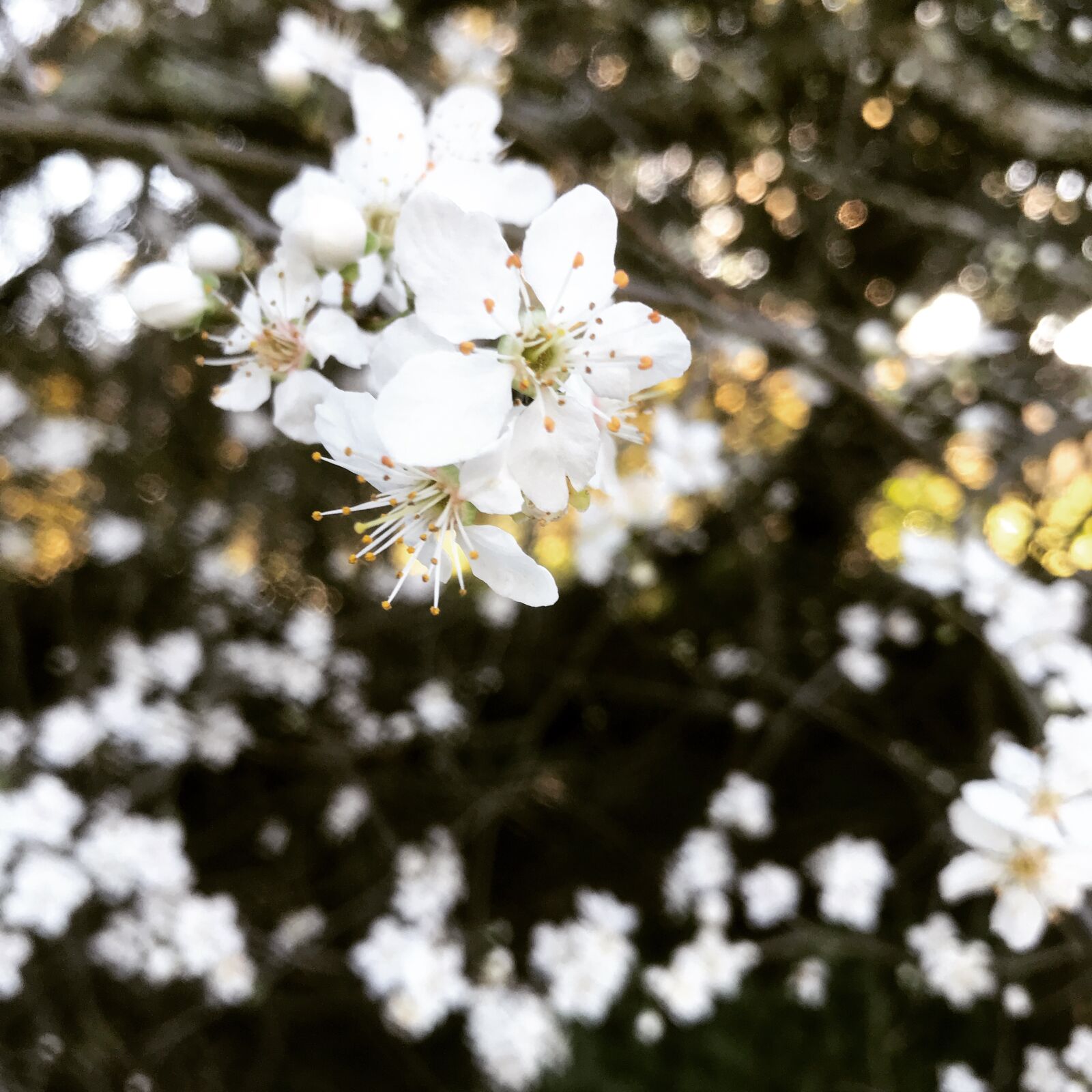 iPhone 7 back camera 3.99mm f/1.8 sample photo. Flowers, white, spring photography