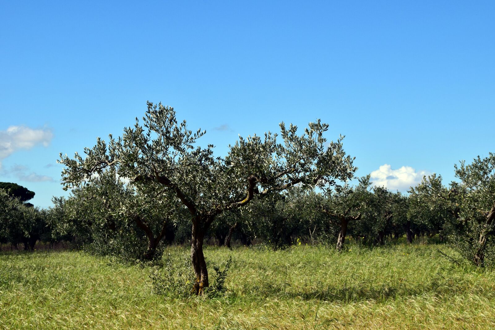 Nikon D3300 sample photo. Olive trees, tree, nature photography