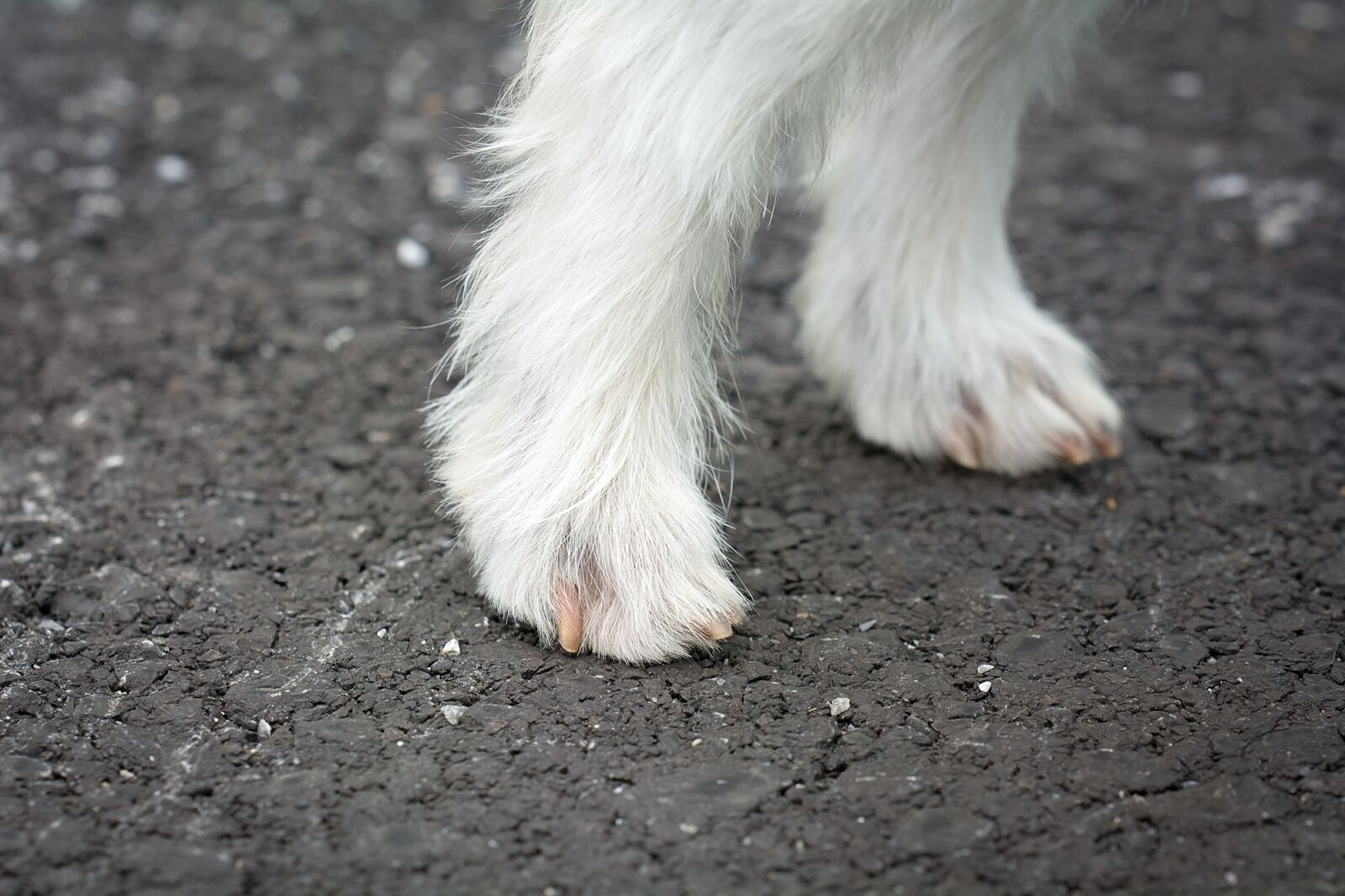 Nikon D7100 sample photo. Dog feet, dogs legs photography
