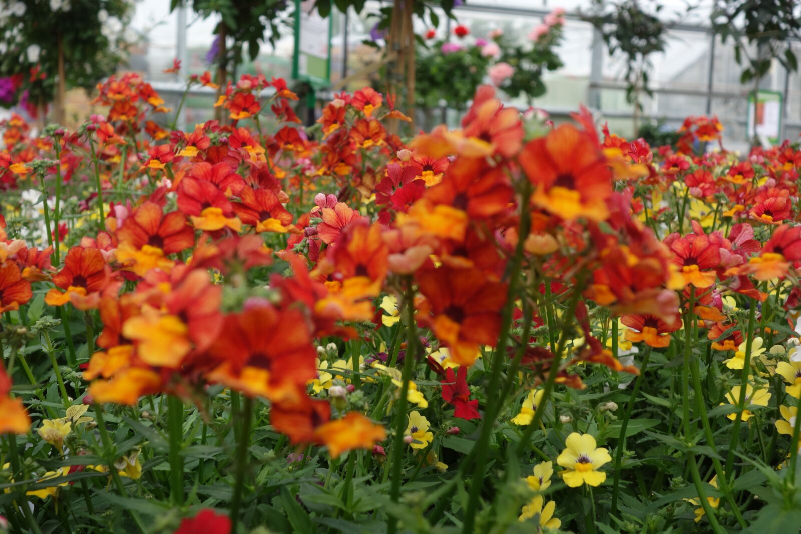 Sony Cyber-shot DSC-RX100 sample photo. Elfenspiegel, blumen, stauden photography
